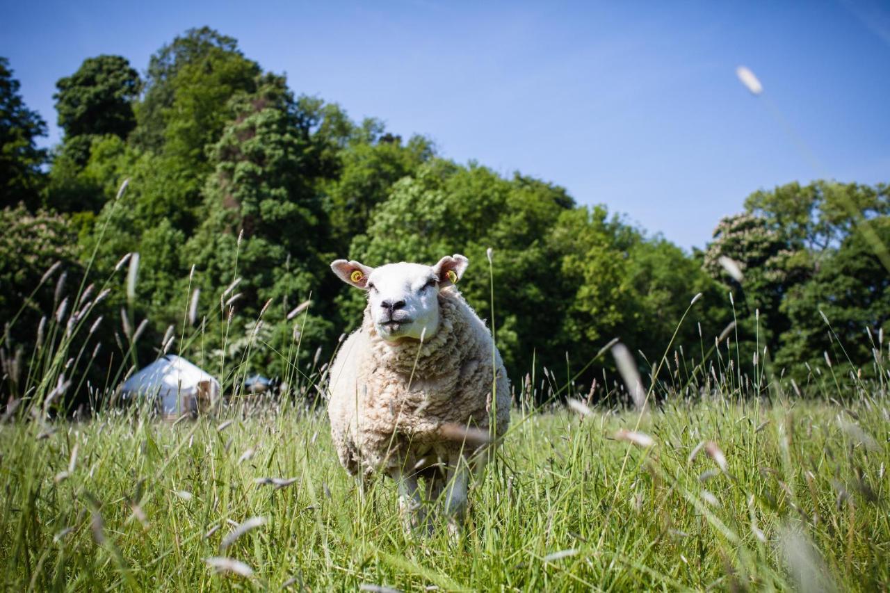 ホテル Rock Farm Slane - Glamping 部屋 写真